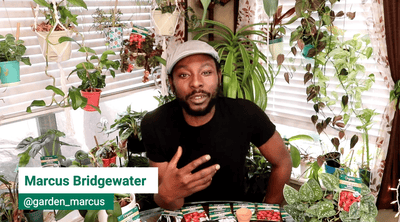 Garden Marcus Get Together Livestream