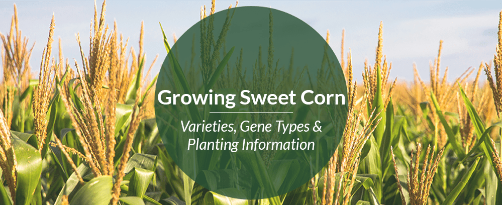 Growing Sweet Corn: Varieties, Gene Types & Planting Information - Ferry-Morse