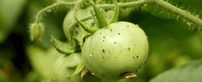 Home gardening: How to identify and control garden pests - Ferry-Morse