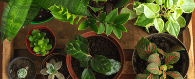 Houseplants: The basics to growing and keeping indoor plants healthy - Ferry-Morse