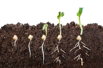 How a Plant is Grown from Seed - Ferry-Morse