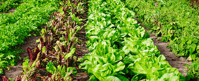 How to grow a backyard vegetable garden