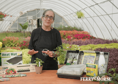 How to Start a Backyard Garden from Seed - Ferry-Morse