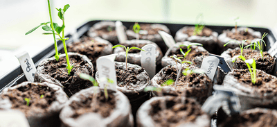 Indoor Seed Starting Using Jiffy Peat Pellet Greenhouses: A Step-by-Step Walkthrough - Ferry-Morse