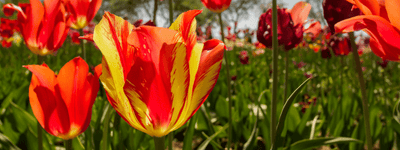 Is my garden receiving enough sunlight? - Ferry-Morse