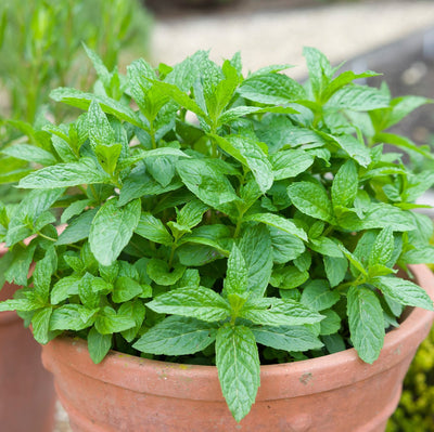 Grow herbal tea: Pour comfort and peace