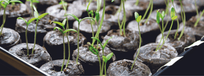 Using Grow Lights and Heat Mats to Germinate Your Seeds and Mature Your Young Plants with Ease - Ferry-Morse