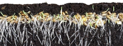 What is seed stratification? - Ferry-Morse