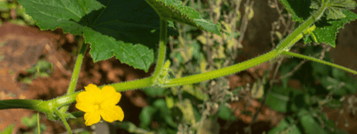 What's the difference between male and female flowers? - Ferry-Morse