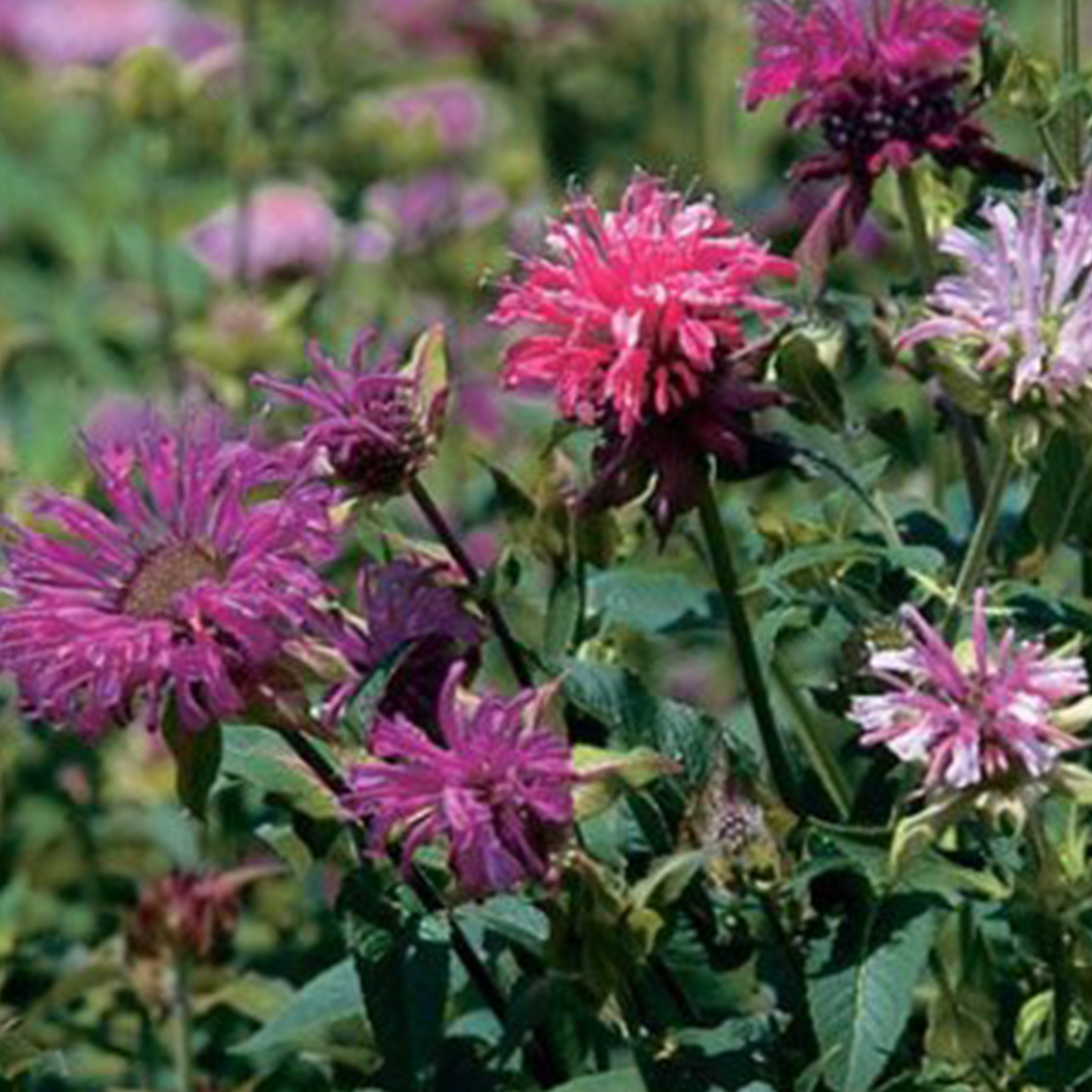 Monarda Bee Balm blooming in colors of pink and purple, close-up.