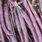 Bean, Royal Burgundy Seeds Online Edition