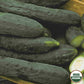 Cucumber, Tendergreen Organic Seeds Online Edition