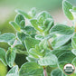 Sweet Marjoram Organic Seeds Online Edition