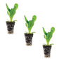 Lettuce Butter King Plantlings Live Baby Plants 1-3in., 3-Pack