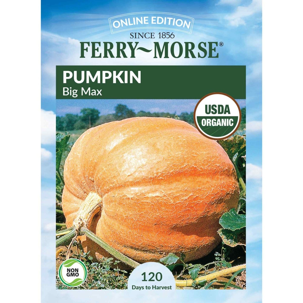 planting big max pumpkin seeds Pumpkin Big Max Annual Vegetable Organic Seeds from Ferry-Morse Seeds