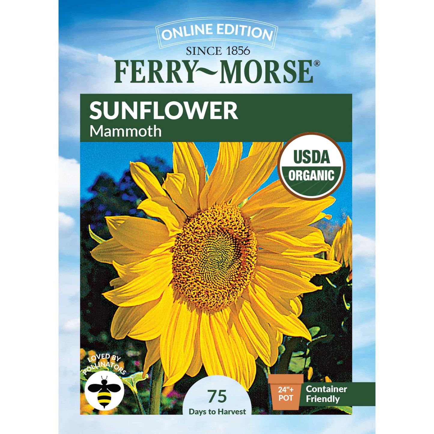 Sunflower, Mammoth Organic Seeds