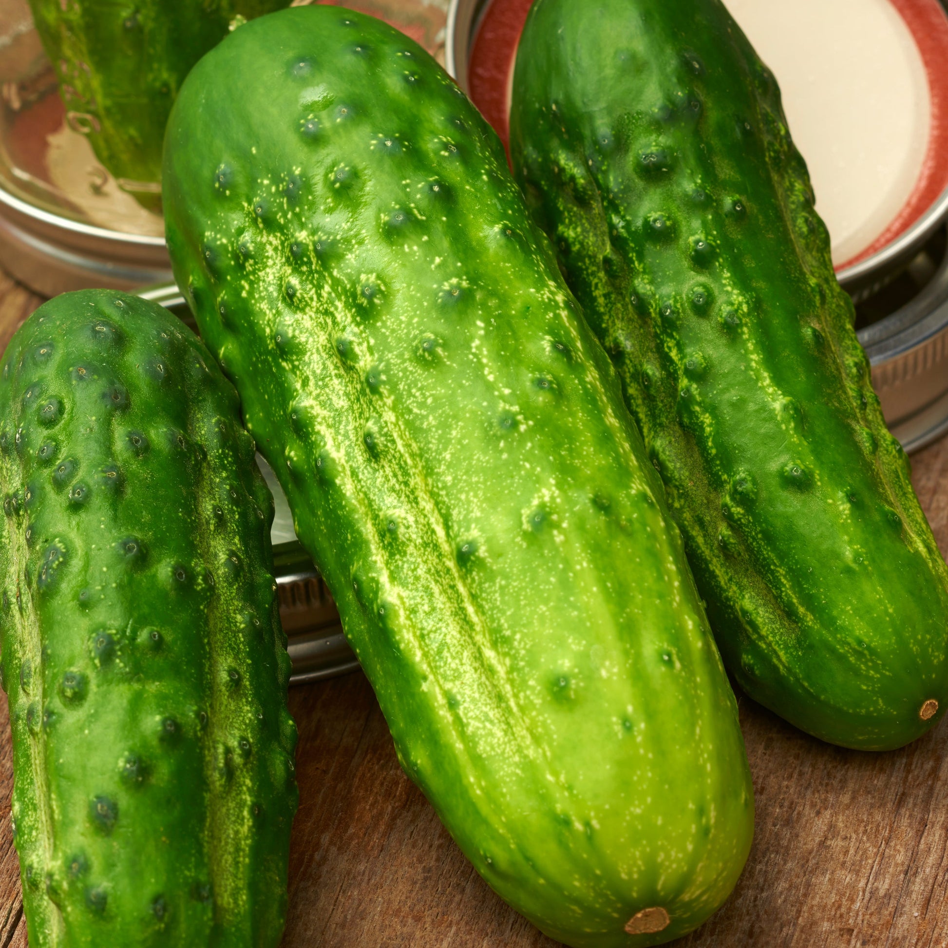 Boston Pickling Cucumber fully matured and freshly harvested. Picture is close-up of cucumbers, vibrant green colors.