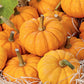 Pumpkin, Jack Be Little Seeds Online Edition