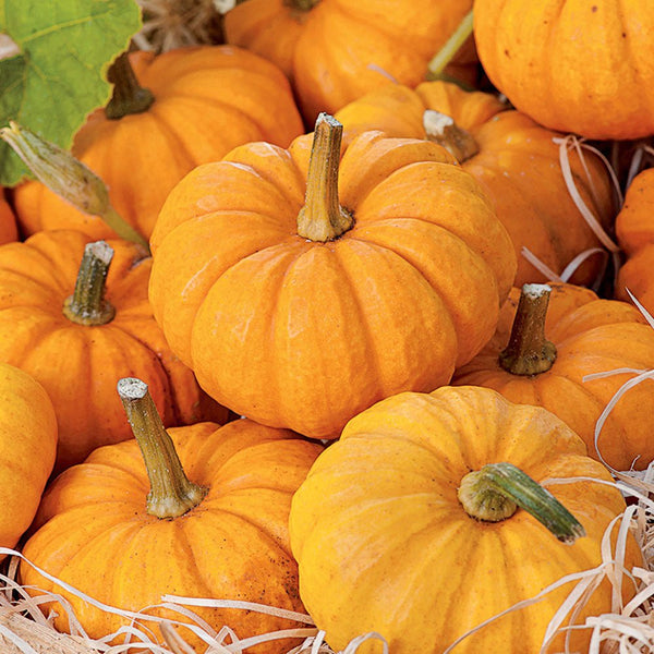 where to buy pumpkin seeds for planting near me Ferry-Morse Pumpkin Seeds 3.5 Gram(s)