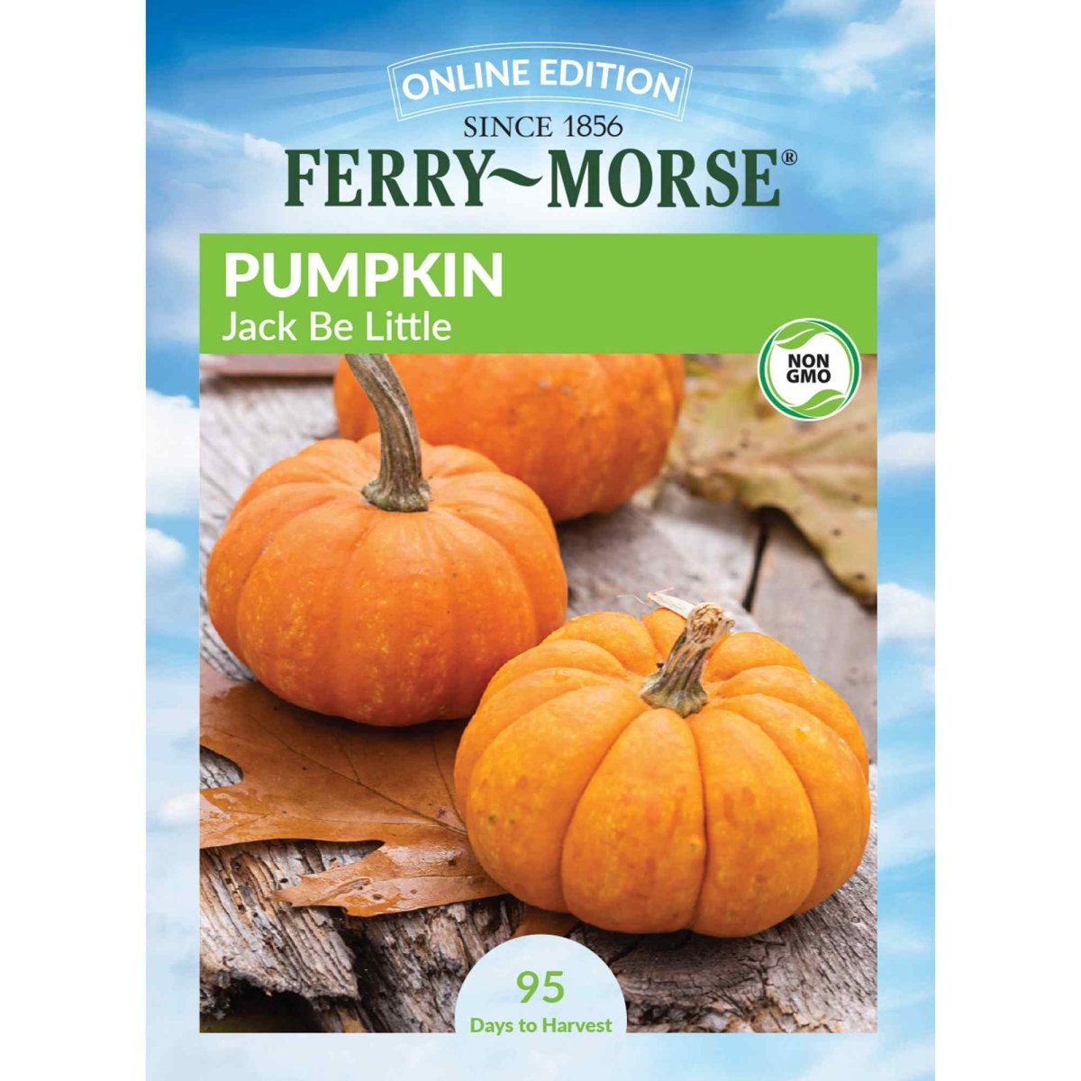 small pumpkin seeds for planting Ferry-Morse Pumpkin Seeds 3.5 Gram(s)