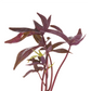Sweet Potato Vine Blackie Plantlings Live Baby Plants 1-3in., 6-Pack