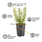 Lavender Munstead Plantlings Live Baby Plants 4in. Pot, 2-Pack