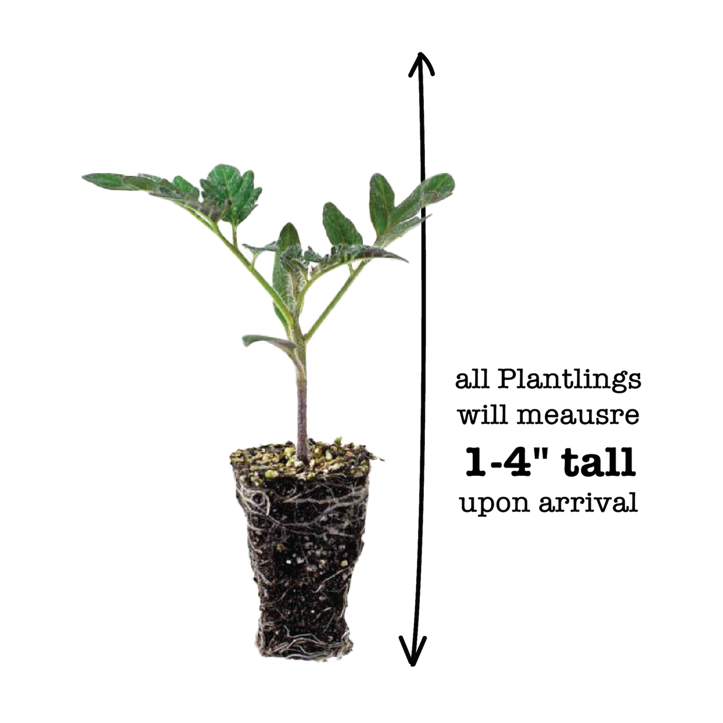 Tomato Amish Paste Plantlings Live Baby Plants 1-3in., 3-Pack