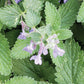Catmint Plantlings Plus Live Baby Plants 4in. Pot, 2-Pack