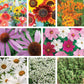 wildflowers, sunflowers, butterfly weed, coneflowers, cosmos, daisies, alyssum, and thyme.