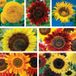 Grow the Sunshine Sunflower  Seed Variety Pack - 7 Pack