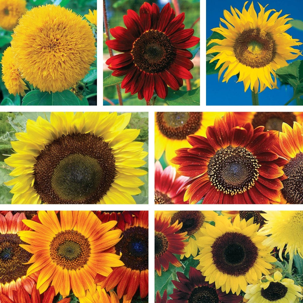 amazon perennial flower seeds Ferry-Morse Grow the Sunshine Sunflower Seed Variety Pack