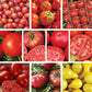 Tomato Lover Seed Variety Pack  - 10 Pack