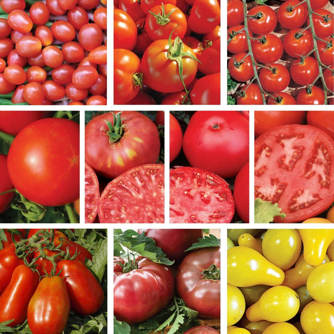best tomato plant seeds Premium Tomato Seeds (10 Pack)