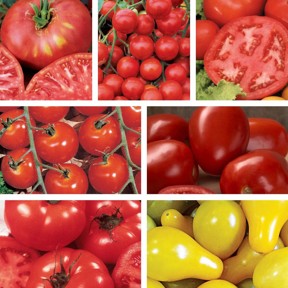 Organic Tomato Seeds (7 Pack) | Ferry-Morse