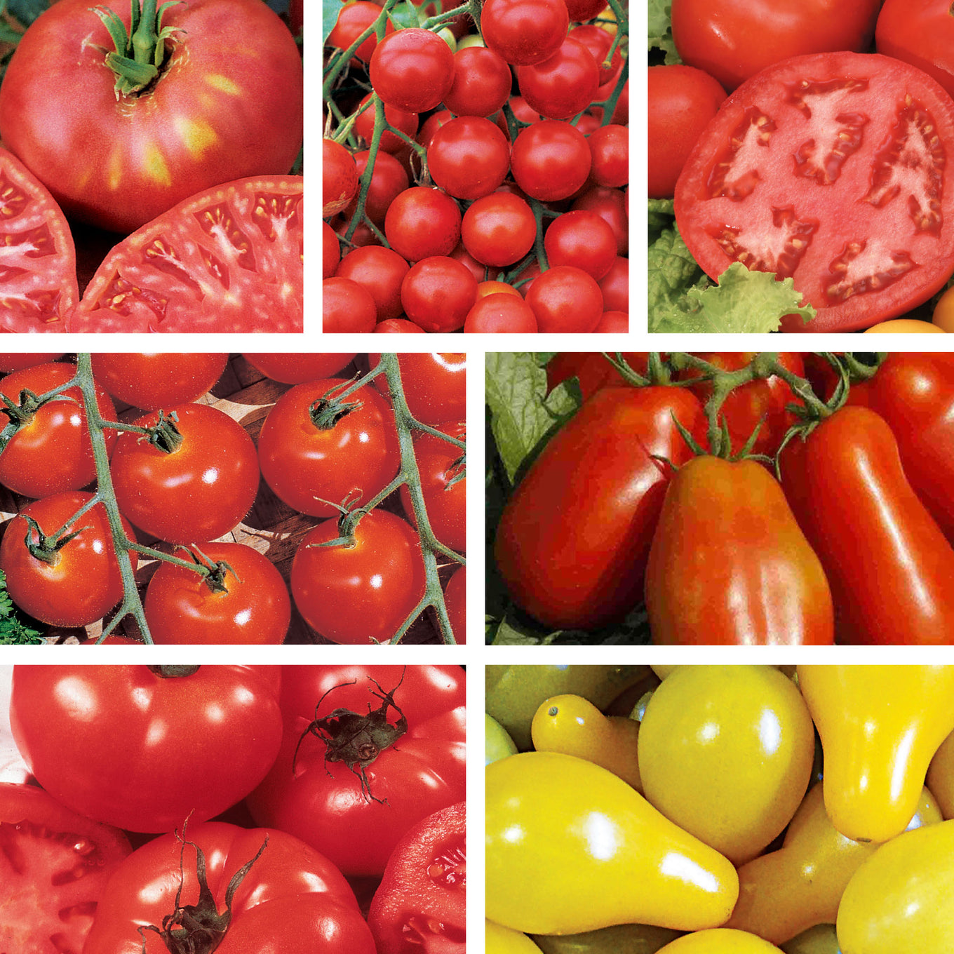 seeds for tomato plants Organic Tomato Seeds (7 Pack)