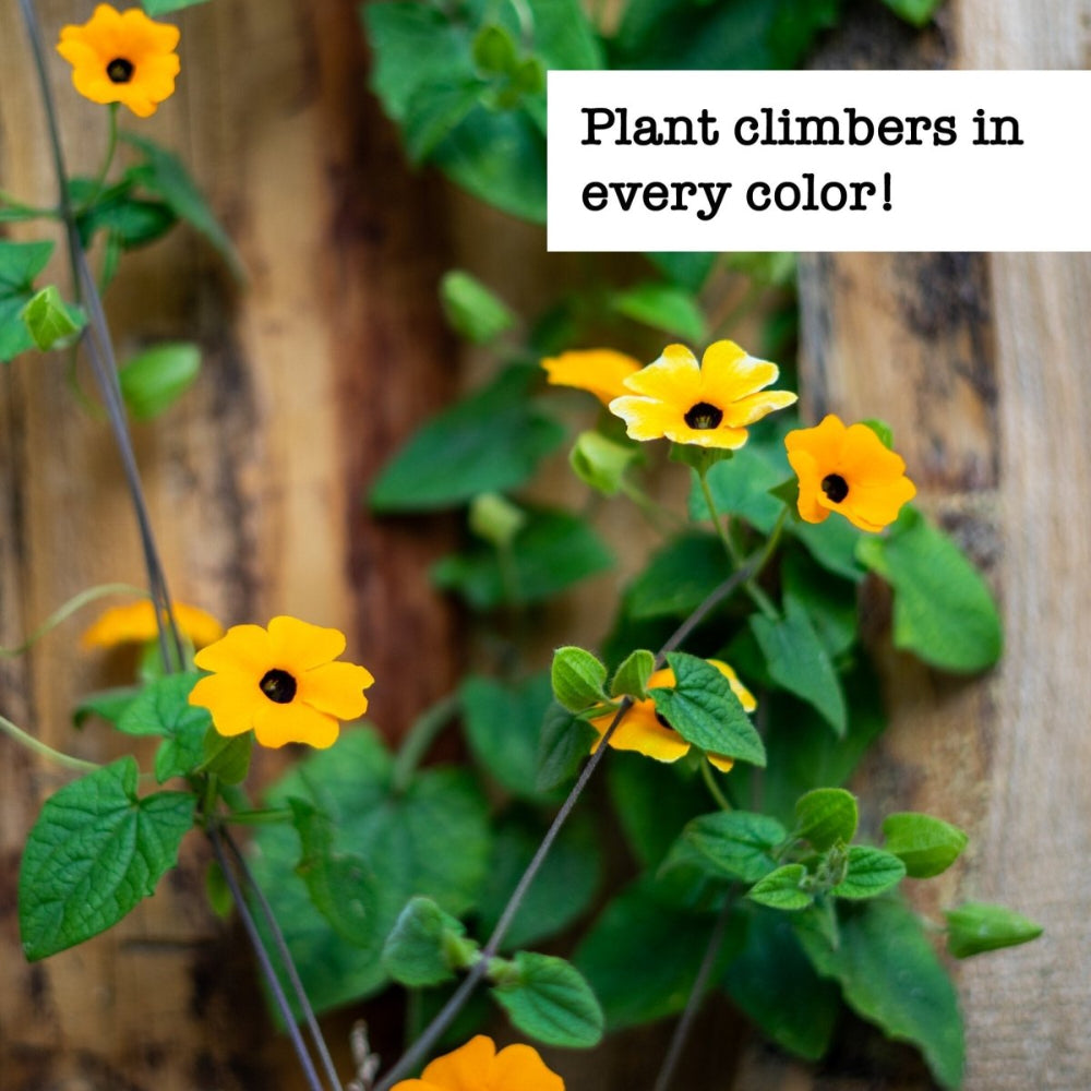 climbing plants from seed Climbing Vine Flower Seed Bundle