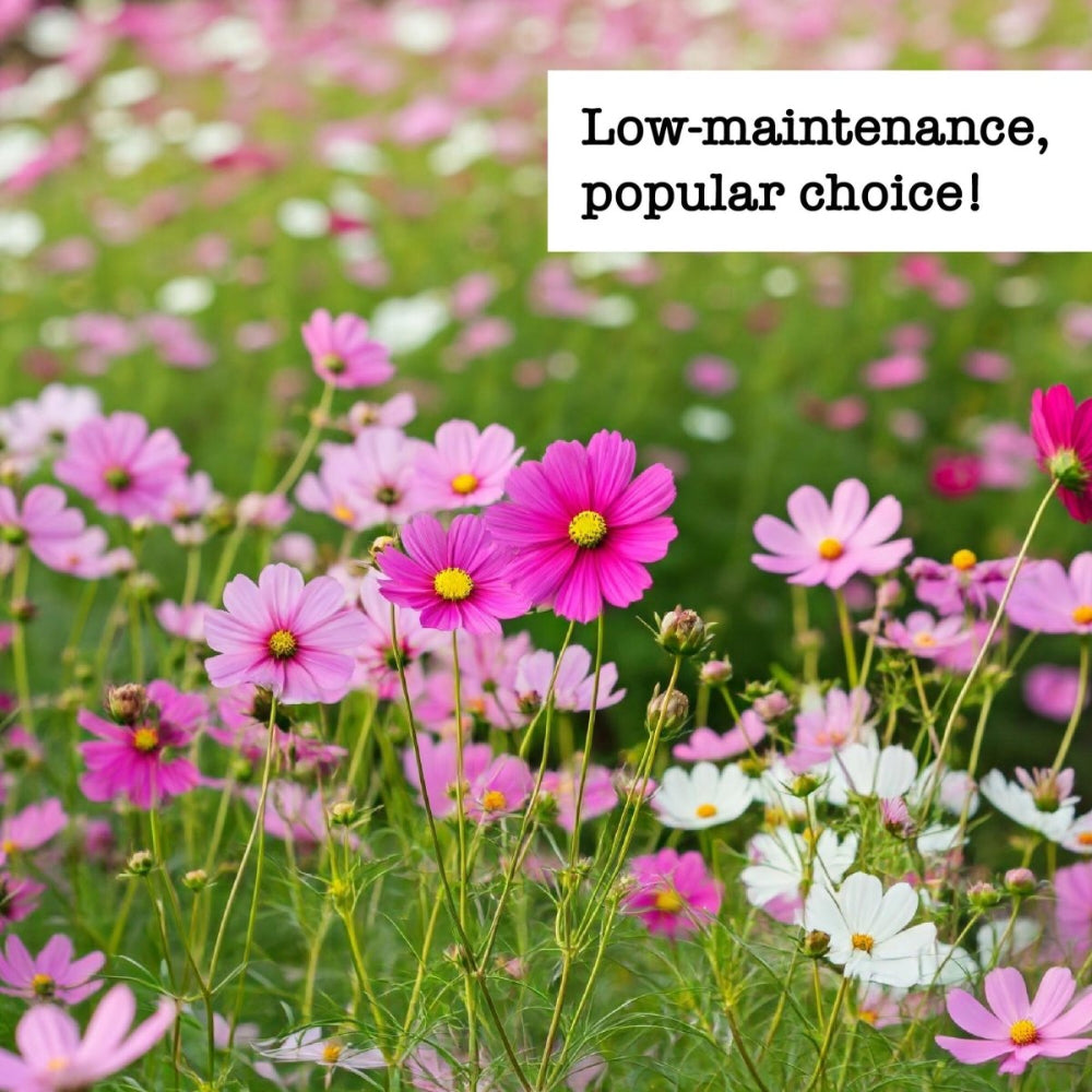 Cosmos Seed Bundle (6 Pack) - Vibrant & Pollinator-Friendly