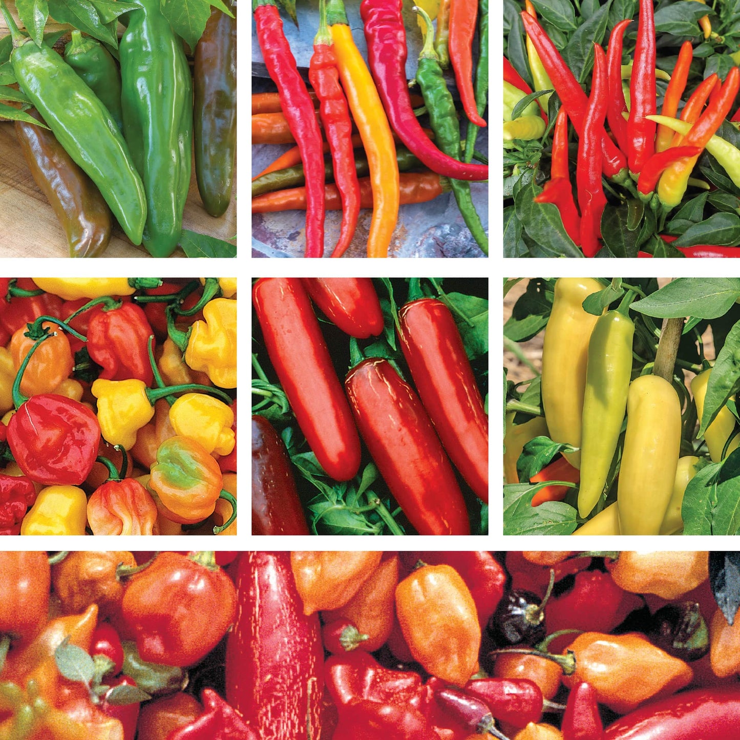 Hot Pepper Non-GMO  Seed Variety Pack - 7 Pack