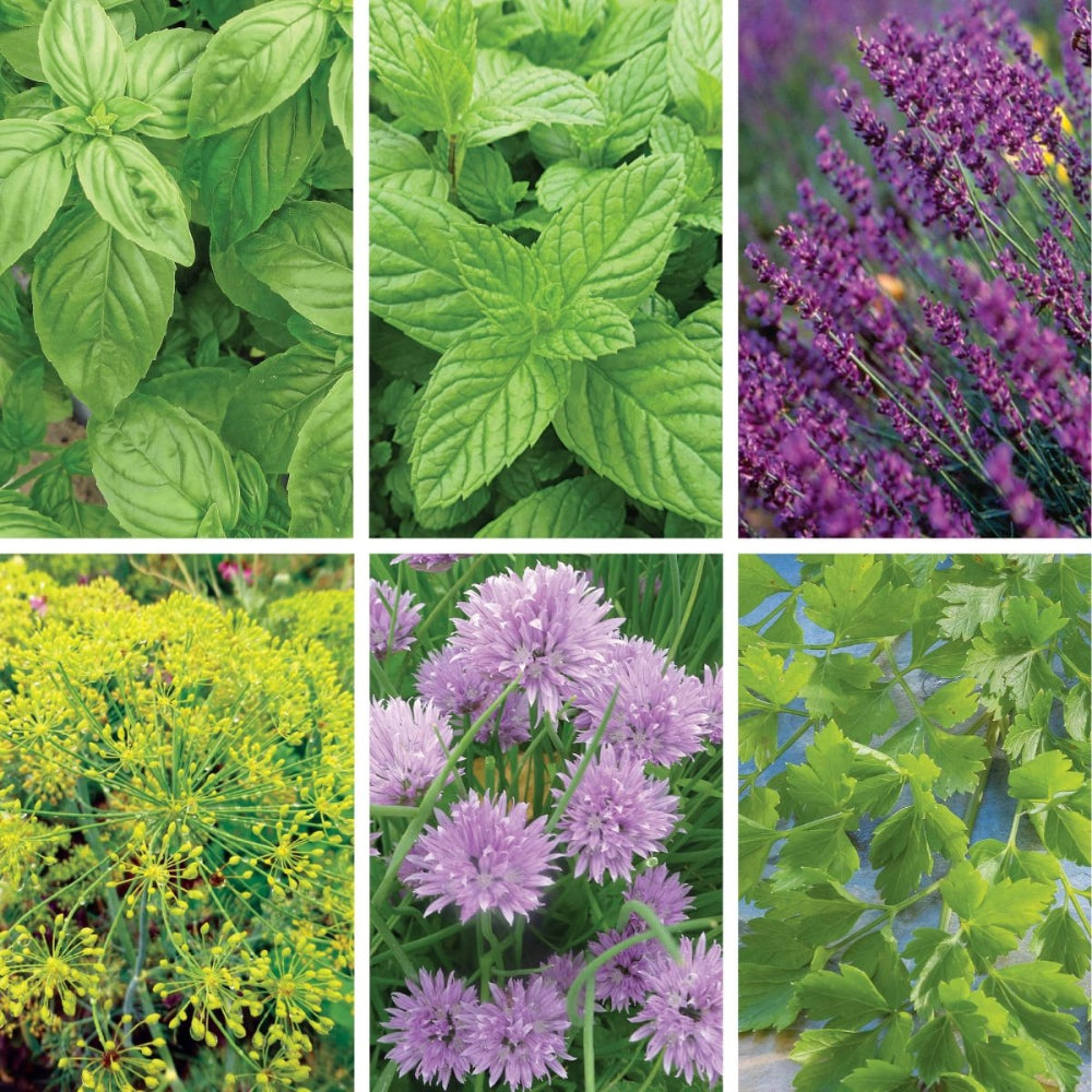 kitchen herb garden seeds Ferry-Morse Kitchen Herb Organic Seed Variety Pack