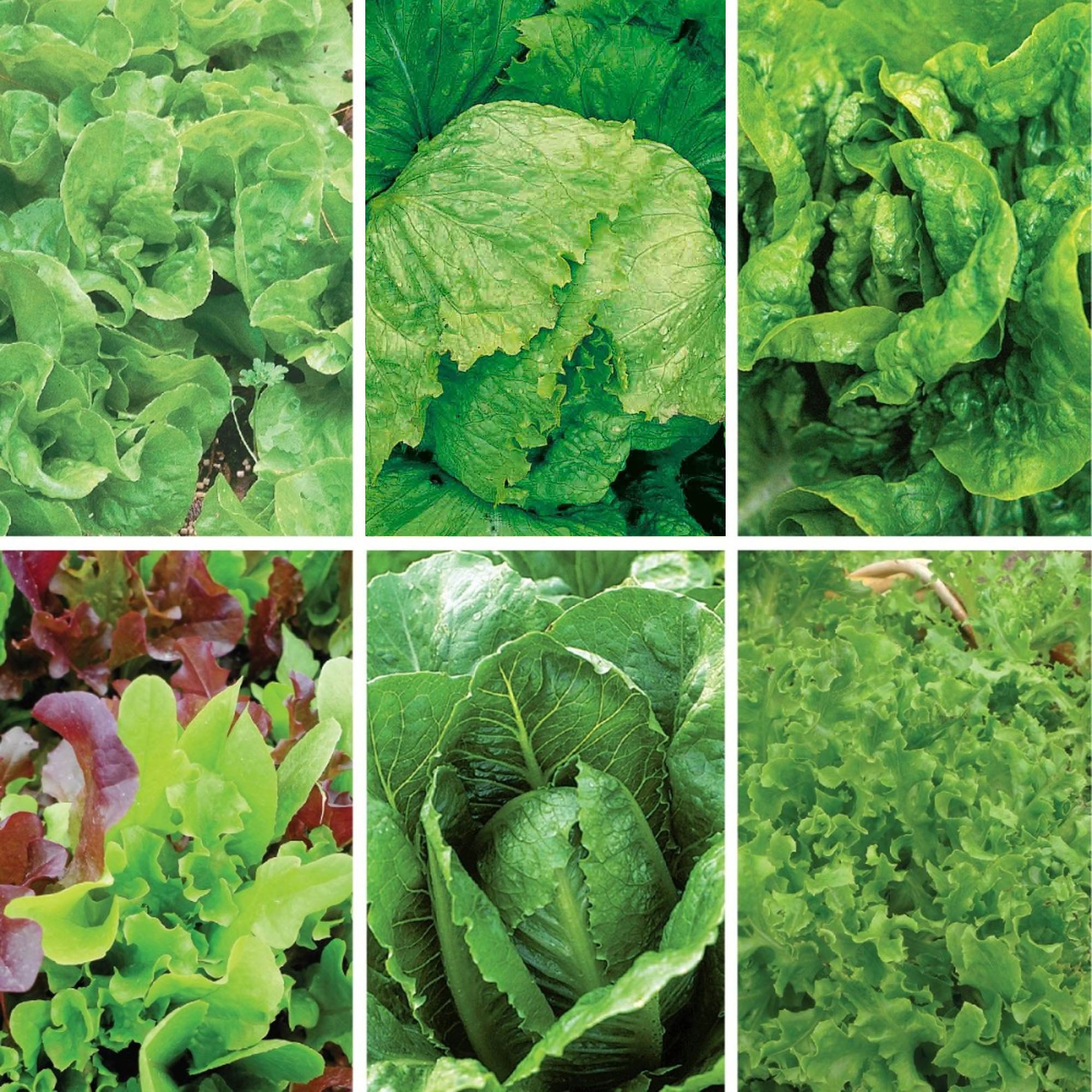 Cold Hardy Lettuce Seed Bundle (6 Pack) | Ferry-Morse