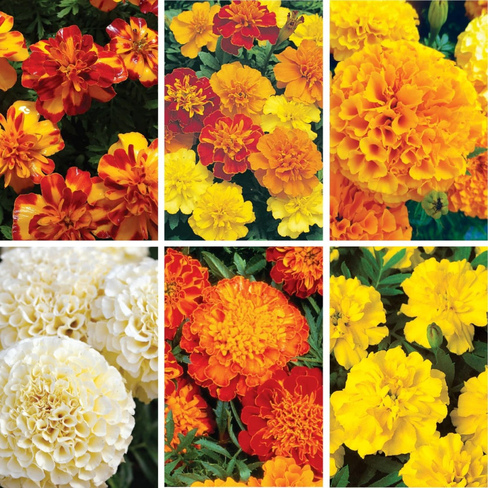 Marigold Seed Bundle (6 Pack) - Vibrant Garden Blooms – Ferry-Morse