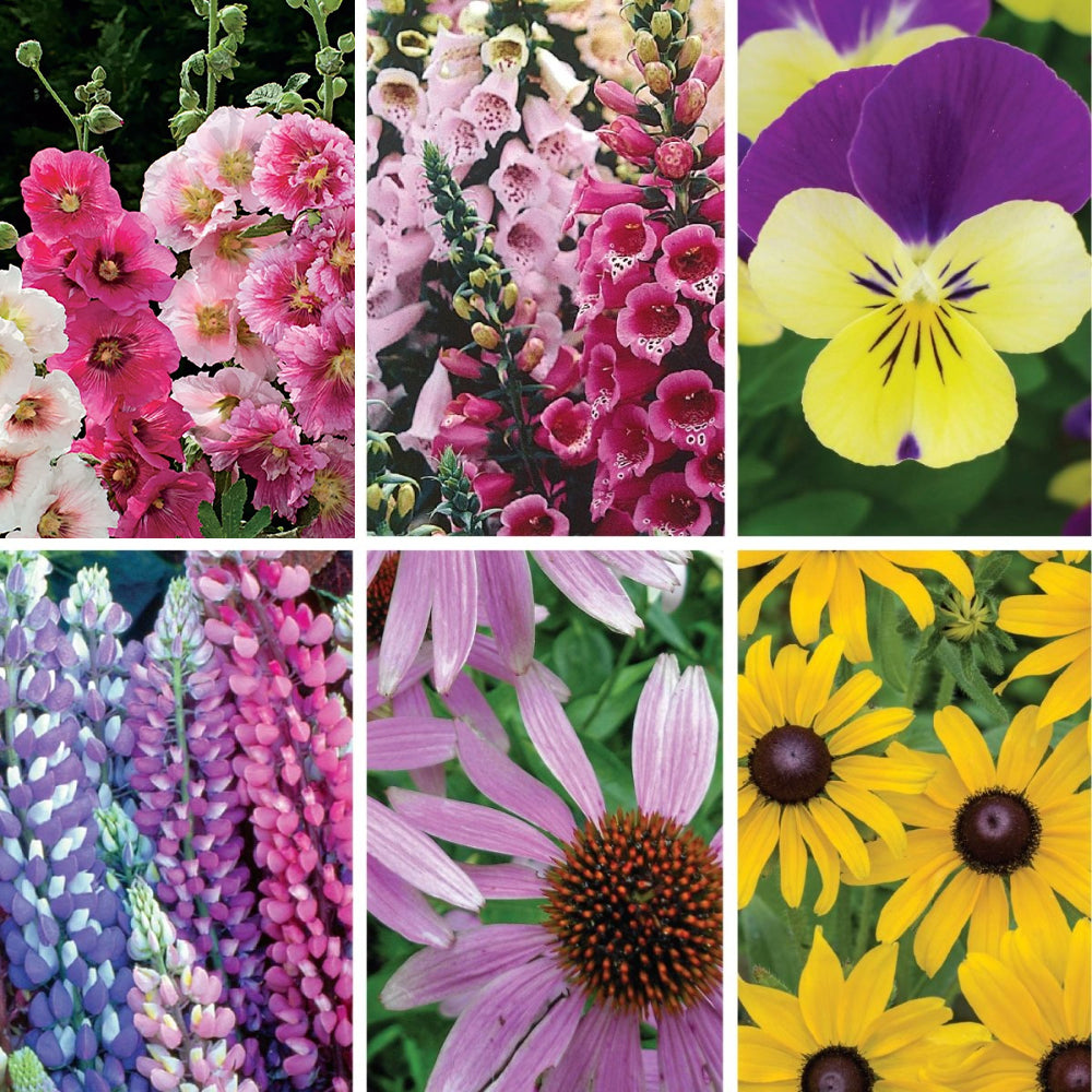 Perennials to Plant in Fall Seed Bundle | Ferry-Morse