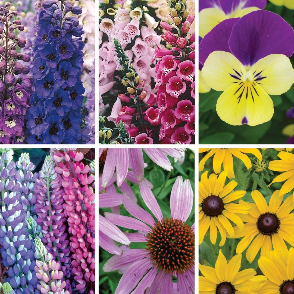 perennial plant seeds for sale Ferry-Morse Perennials to Plant in Fall Seed Variety Pack
