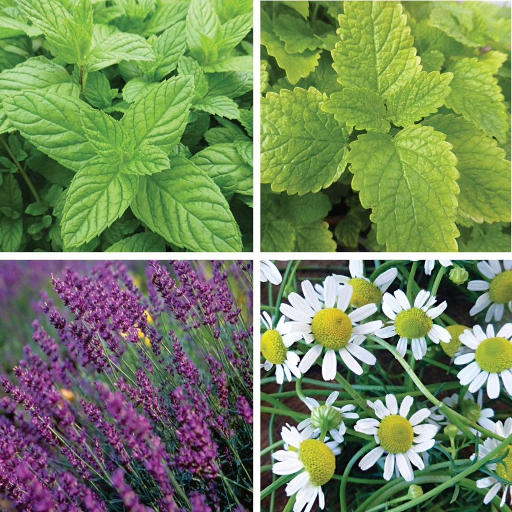 green tea plant seeds for sale Tea Herb Seed Bundle (4 Pack)