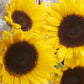 Sunflower, Cutting Gold Seeds Online Edition