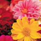 Close-up of colorful flowers including pink, yellow, and red.