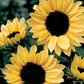 Sunflower, Moonshine Seeds Online Edition