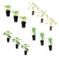Kitchen Herb Plantlings Kit Live Baby Plants 1-3in., 12-Pack