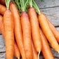 Carrot, Touchon Seeds Online Edition