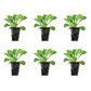 Petchoa SuperCal® Premium Orange Sunset Plantlings Live Baby Plants 1-3in., 6-Pack